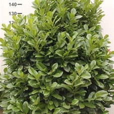 Prunus lauroc.'Etna' -R-, mB 150- 175