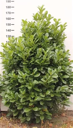 Lorbeerkirsche 'Etna' -R- - Prunus lauroc.'Etna' -R-