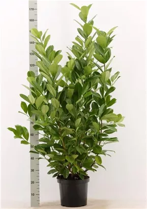 Lorbeerkirsche 'Rotundifolia' - Prunus lauroc.'Rotundifolia'