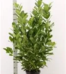 Lorbeerkirsche 'Rotundifolia' - Prunus lauroc.'Rotundifolia'
