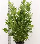 Lorbeerkirsche 'Rotundifolia' - Prunus lauroc.'Rotundifolia'