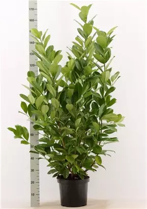 Lorbeerkirsche 'Rotundifolia' - Prunus lauroc.'Rotundifolia'