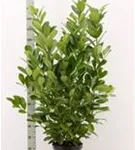 Lorbeerkirsche 'Rotundifolia' - Prunus lauroc.'Rotundifolia'
