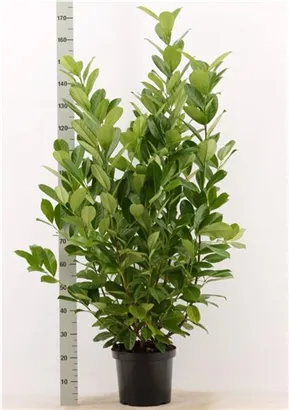 Lorbeerkirsche 'Rotundifolia' - Prunus lauroc.'Rotundifolia'