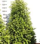 Portug.Lorbeerkirsche 'Angustifolia' - Prunus lusitanica 'Angustifolia' - Heckenpflanzen