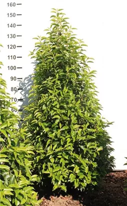 Portug.Lorbeerkirsche 'Angustifolia' - Prunus lusitanica 'Angustifolia' - Heckenpflanzen