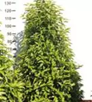 Portug.Lorbeerkirsche 'Angustifolia' - Prunus lusitanica 'Angustifolia' - Heckenpflanzen