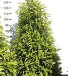 Portug.Lorbeerkirsche 'Angustifolia' - Prunus lusitanica 'Angustifolia' - Heckenpflanzen
