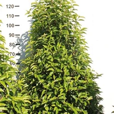 Prunus lusitanica 'Angustifolia' - Heckenpflanzen, mB 140- 160
