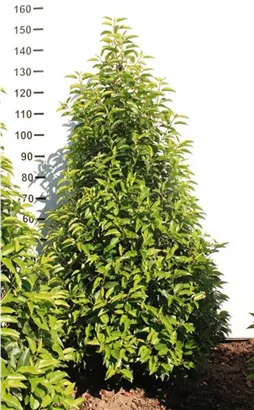 Portug.Lorbeerkirsche 'Angustifolia' - Prunus lusitanica 'Angustifolia' - Heckenpflanzen