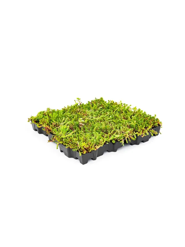 MobiRoof