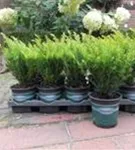 Eibe 'Renke' s Kleiner Grüner' - Taxus baccata 'Renke' s Kleiner Grüner'