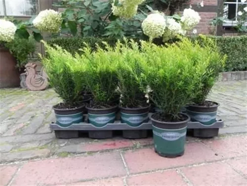 Eibe 'Renke' s Kleiner Grüner' - Taxus baccata 'Renke' s Kleiner Grüner'