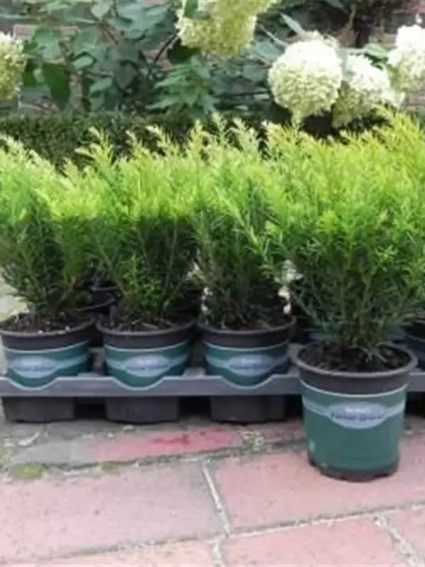 Eibe 'Renke' s Kleiner Grüner' - Taxus baccata 'Renke' s Kleiner Grüner'