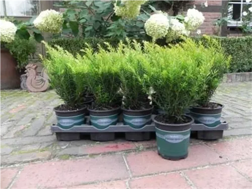 Eibe 'Renke' s Kleiner Grüner' - Taxus baccata 'Renke' s Kleiner Grüner'