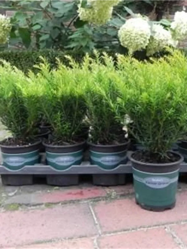 Eibe 'Renke' s Kleiner Grüner' - Taxus baccata 'Renke' s Kleiner Grüner'