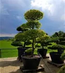Hainbuche,Weißbuche - Carpinus betulus - Bonsai