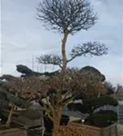 Hainbuche,Weißbuche - Carpinus betulus - Bonsai