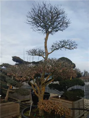 Hainbuche,Weißbuche - Carpinus betulus - Bonsai