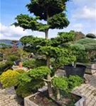 Kleine Muschelzypresse 'Nana Gracilis' - Chamaecyparis obtusa 'Nana Gracilis' - Bonsai