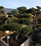 Löffel-Ilex - Ilex crenata 'Convexa' - Bonsai