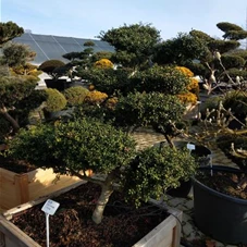 Ilex crenata 'Convexa' - Bonsai, Gartenbonsai Nr. 34 - 2023 - 140
