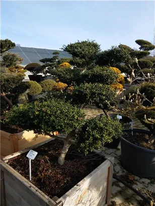 Löffel-Ilex - Ilex crenata 'Convexa' - Bonsai