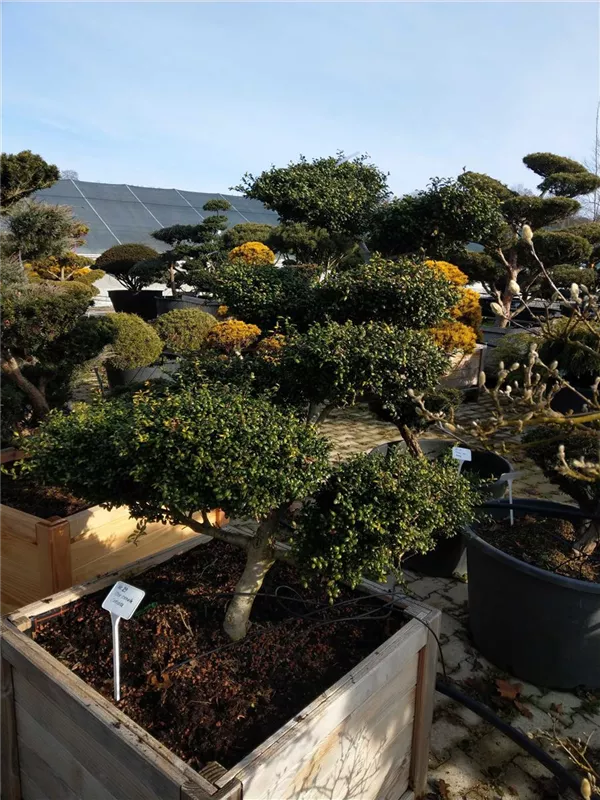 Löffel-Ilex - Ilex crenata 'Convexa' - Bonsai