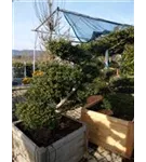 Löffel-Ilex - Ilex crenata 'Convexa' - Bonsai