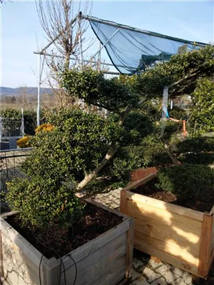 Löffel-Ilex - Ilex crenata 'Convexa' - Bonsai