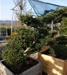 Löffel-Ilex - Ilex crenata 'Convexa' - Bonsai