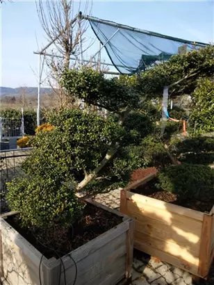 Löffel-Ilex - Ilex crenata 'Convexa' - Bonsai