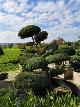 Chin.Wacholder 'Blue Alps' - Juniperus chin.'Blue Alps' - Bonsai