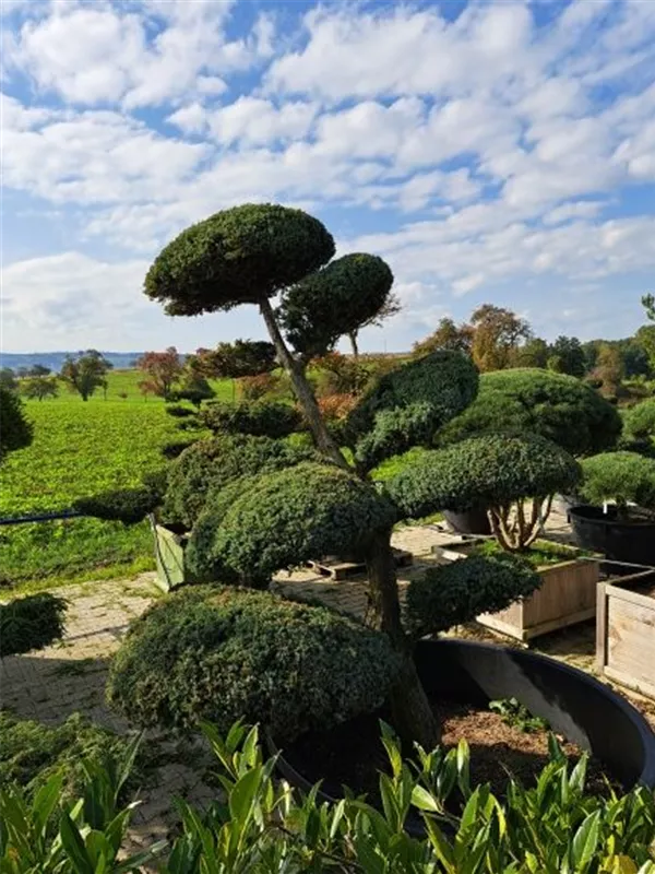 Chin.Wacholder 'Blue Alps' - Juniperus chin.'Blue Alps' - Bonsai Chin.Wacholder 'Blue Alps' - Juniperus chin.'Blue Alps' - Bonsai