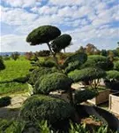 Chin.Wacholder 'Blue Alps' - Juniperus chin.'Blue Alps' - Bonsai