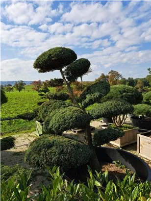Chin.Wacholder 'Blue Alps' - Juniperus chin.'Blue Alps' - Bonsai