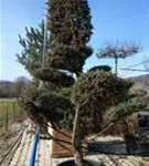 Chin.Wacholder 'Blue Alps' - Juniperus chin.'Blue Alps' - Bonsai Chin.Wacholder 'Blue Alps' - Juniperus chin.'Blue Alps' - Bonsai