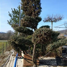 Juniperus chin.'Blue Alps' - Bonsai, Gartenbonsai Nr. 22 200- 225 Juniperus chin.'Blue Alps' - Bonsai, Gartenbonsai Nr. 22 200- 225