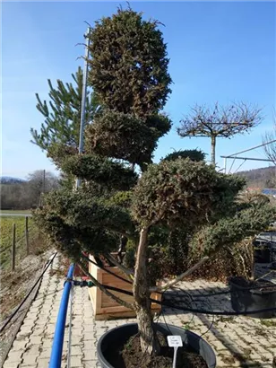 Chin.Wacholder 'Blue Alps' - Juniperus chin.'Blue Alps' - Bonsai Chin.Wacholder 'Blue Alps' - Juniperus chin.'Blue Alps' - Bonsai