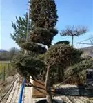 Chin.Wacholder 'Blue Alps' - Juniperus chin.'Blue Alps' - Bonsai