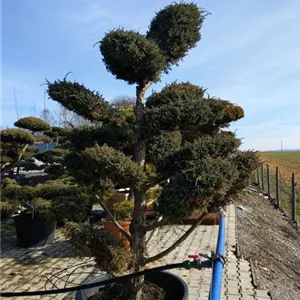 Juniperus chin.'Blue Alps' - Bonsai