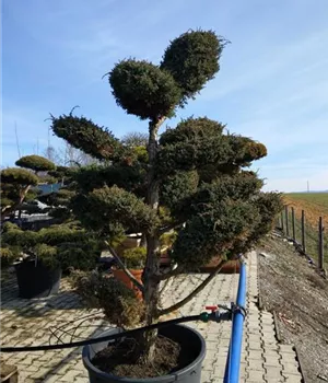 Juniperus chin.'Blue Alps' - Bonsai