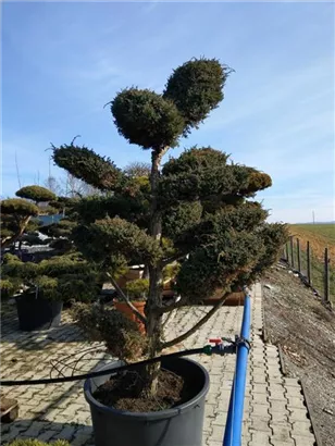 Chin.Wacholder 'Blue Alps' - Juniperus chin.'Blue Alps' - Bonsai Chin.Wacholder 'Blue Alps' - Juniperus chin.'Blue Alps' - Bonsai