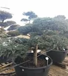 Bodenwacholder 'Blue Carpet' - Juniperus squamata 'Blue Carpet' - Bonsai