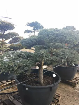 Bodenwacholder 'Blue Carpet' - Juniperus squamata 'Blue Carpet' - Bonsai