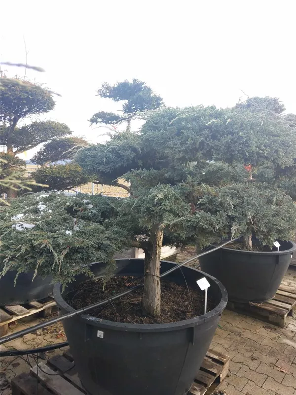 Bodenwacholder 'Blue Carpet' - Juniperus squamata 'Blue Carpet' - Bonsai