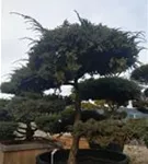 Bodenwacholder 'Blue Carpet' - Juniperus squamata 'Blue Carpet' - Bonsai
