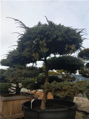 Bodenwacholder 'Blue Carpet' - Juniperus squamata 'Blue Carpet' - Bonsai
