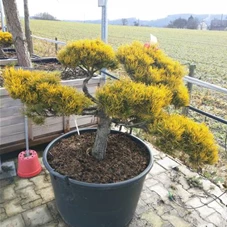Pinus mugo 'Wintergold' - Bonsai, Gartenbonsai Nr. 6. 1. 80- 120
