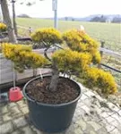 Berg-Kiefer 'Winter Gold' - Pinus mugo 'Wintergold' - Bonsai